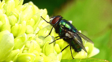 Schmeißfliege (3).jpg